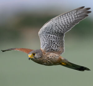 Common Kestrel