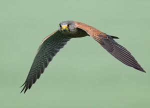 Common Kestrel