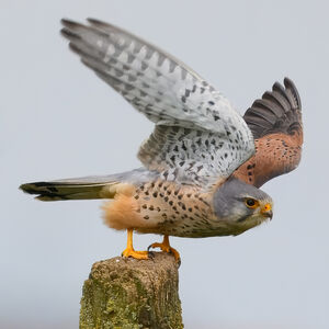 Common Kestrel