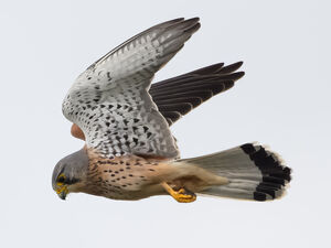 Common Kestrel