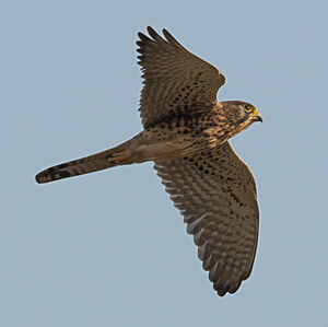 Common Kestrel