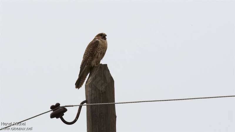 Saker Falcon female adult, Behaviour