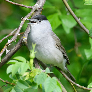 Eurasian Blackcap