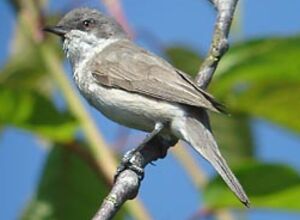 Lesser Whitethroat 
&copy; Herv� Michel