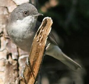 Lesser Whitethroat 
&copy; Herv� Michel
