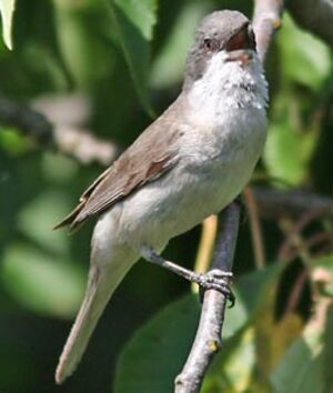 Lesser Whitethroat 
&copy; Herv� Michel