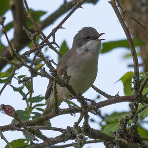 Lesser Whitethroat 
&copy; Herv� Michel
