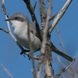 Lesser Whitethroat
