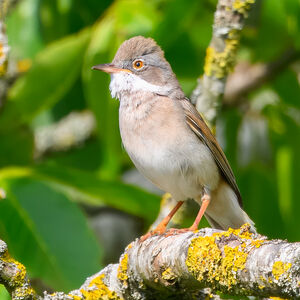 Common Whitethroat