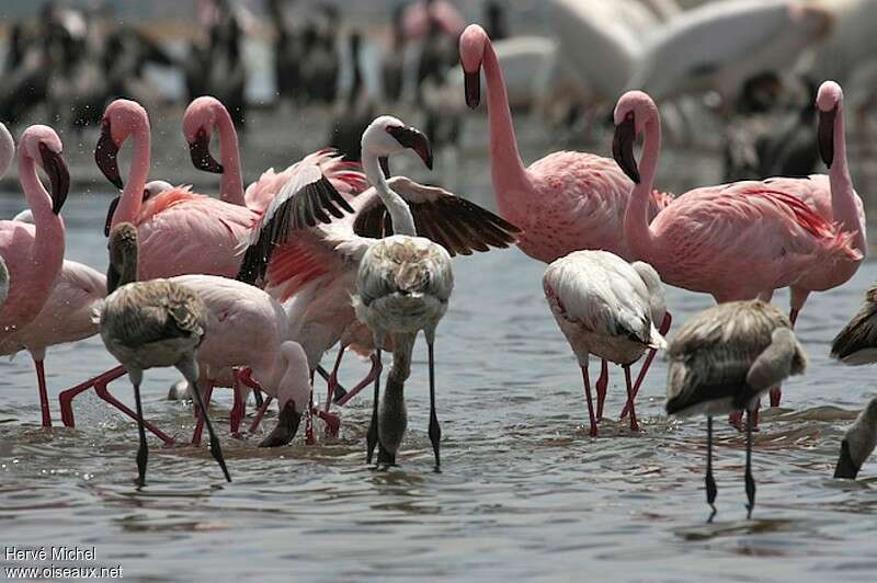 Lesser Flamingo, pigmentation, Behaviour