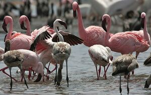 Flamant nain