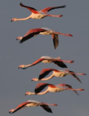 Flamant rose