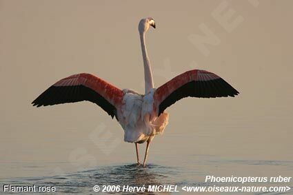 Greater Flamingoadult breeding