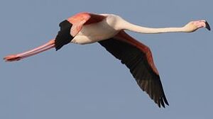 Flamant rose