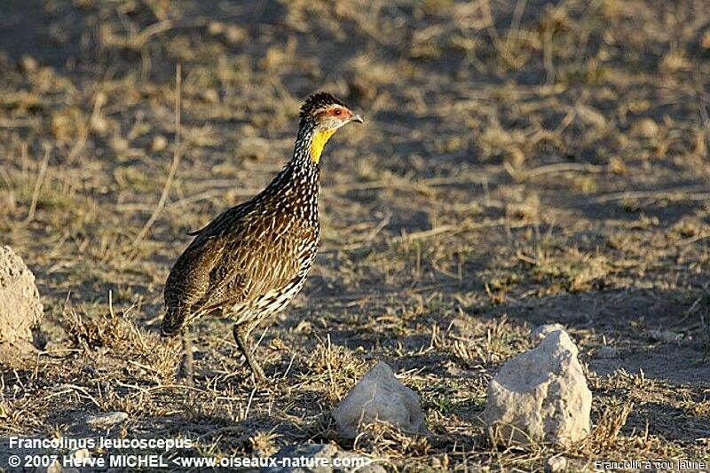Yellow-necked Spurfowl male adult