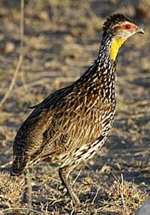 Francolin à cou jaune