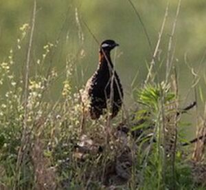 Francolin noir