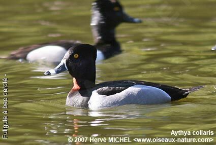 Ring-necked Duck male adult breeding