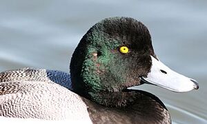 Fuligule à tête noire
