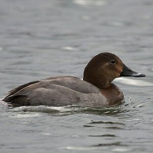 Common Pochard