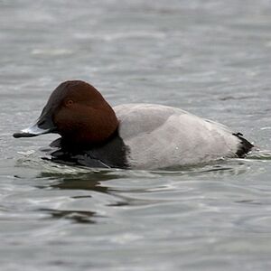 Common Pochard