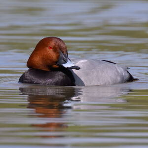 Common Pochard