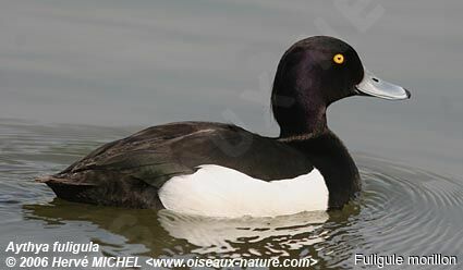 Tufted Duck male adult breeding
