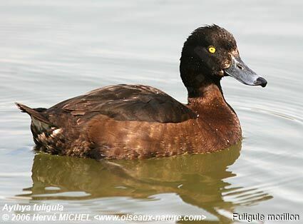 Tufted Duck female adult breeding