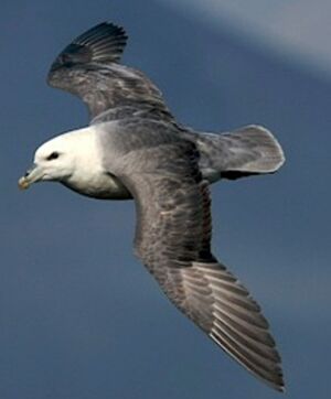 Northern Fulmar