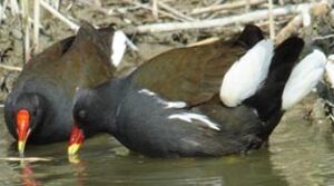 Gallinule poule-d'eau