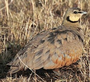 Yellow-throated Sandgrouse