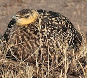 Yellow-throated Sandgrouse
