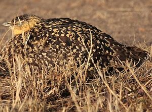 Yellow-throated Sandgrouse