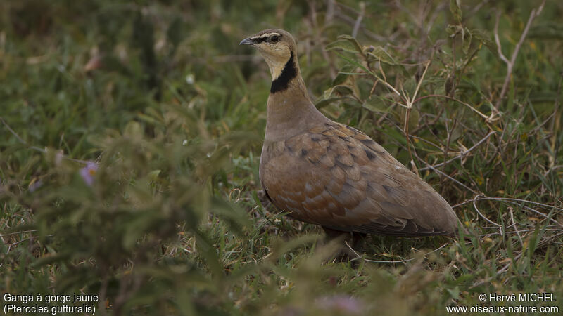 Yellow-throated Sandgrouse male adult