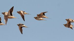 Spotted Sandgrouse