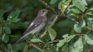 European Pied Flycatcher