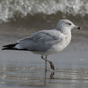 Ring-billed Gull