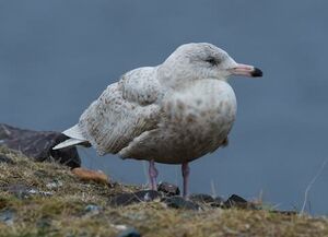 Glaucous Gull