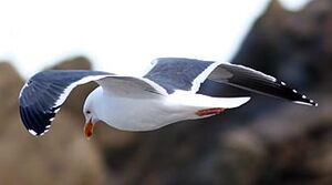 Goéland d'Audubon