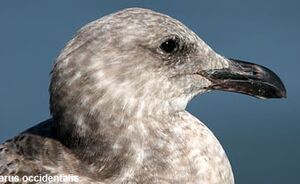 Goéland d'Audubon