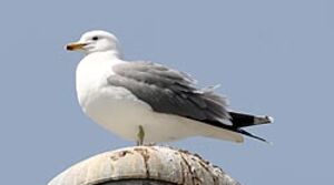California Gull