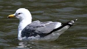 California Gull