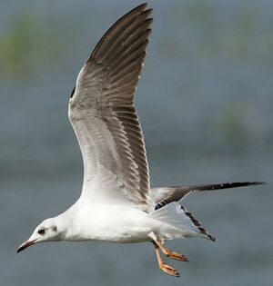 Slender-billed Gull