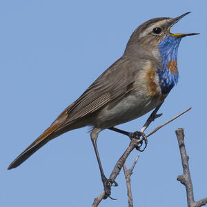 Bluethroat