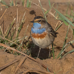 Bluethroat