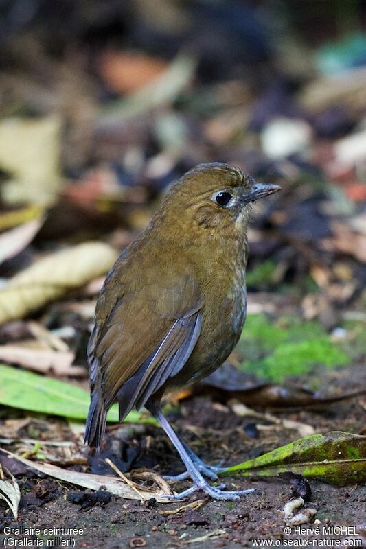 Brown-banded Antpittaadult, identification