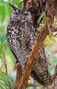 Cape Eagle-Owl