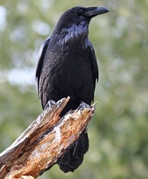 Grand Corbeau