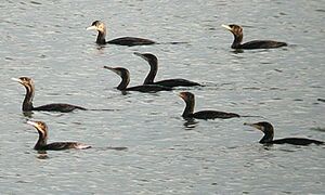 Grand Cormoran