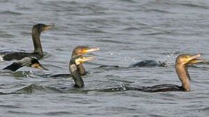 Grand Cormoran